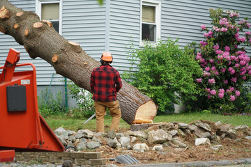 What Does a Tree Service Job Involve?